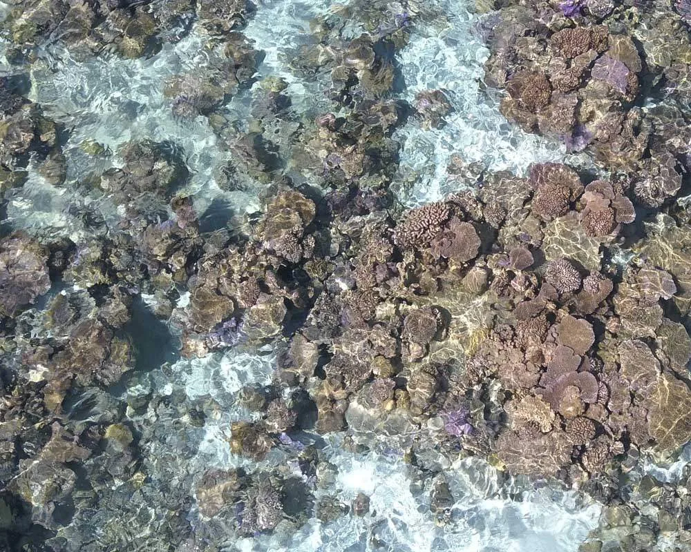 Snorkeling site Bora Bora coral barrier