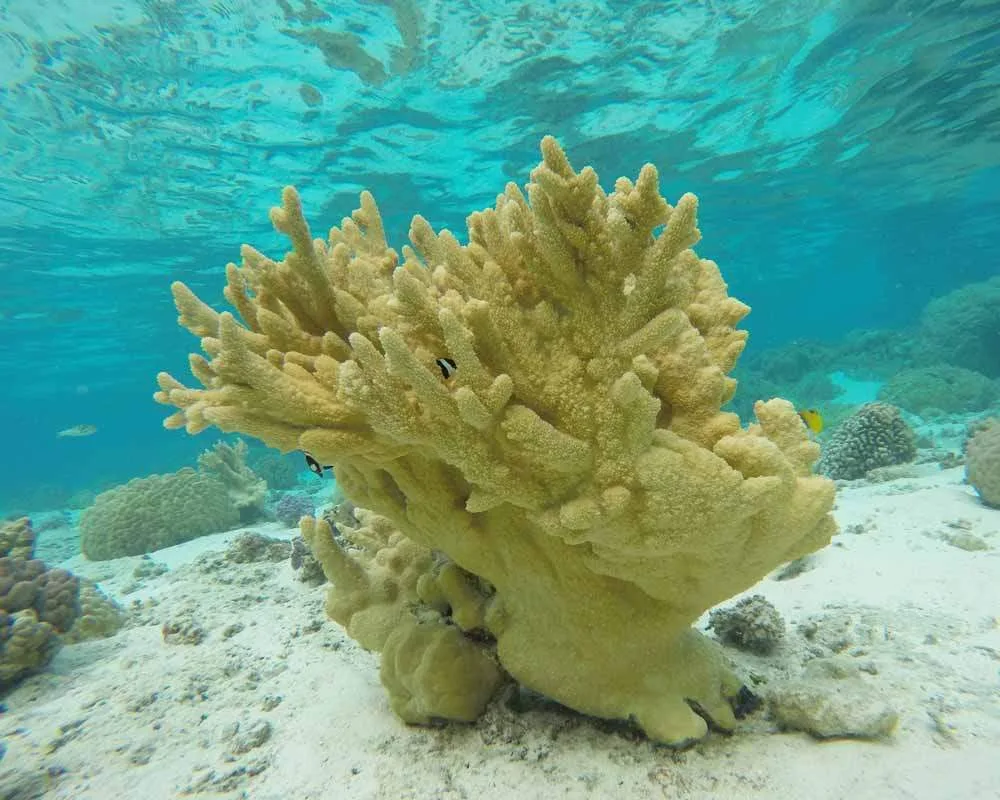Snorkeling site Bora Bora Motu Tane