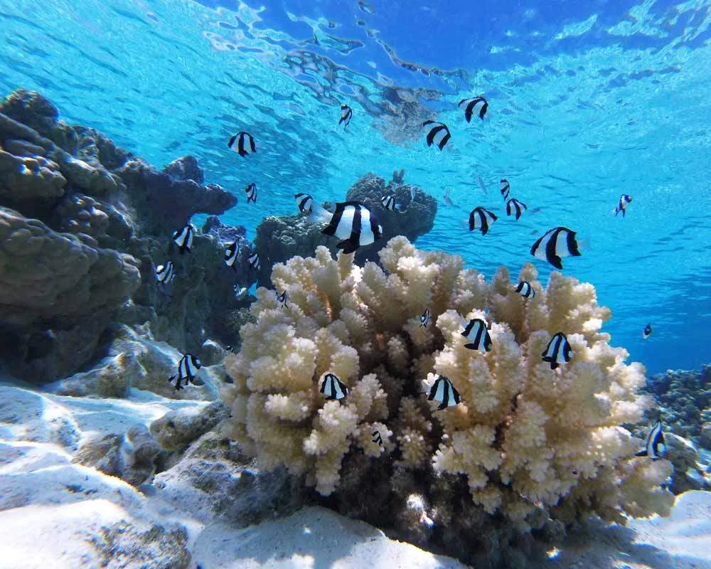 Snorkeling site Motu Tane Bora Bora