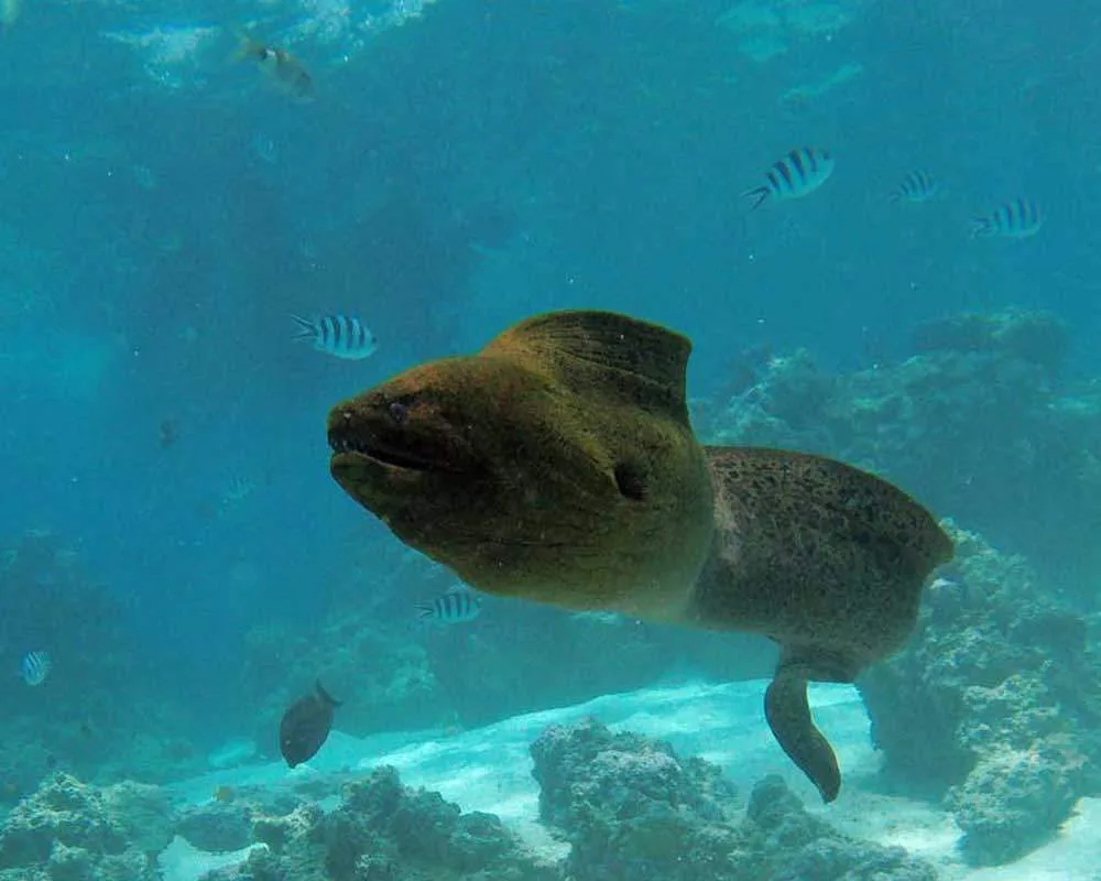 Snorkeling site Toopua Iti Bora Bora