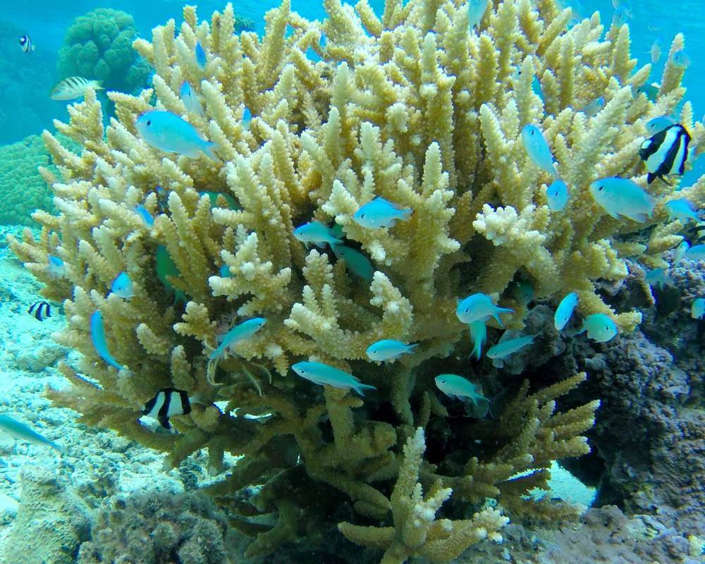 Snorkeling tour Bora Bora coral