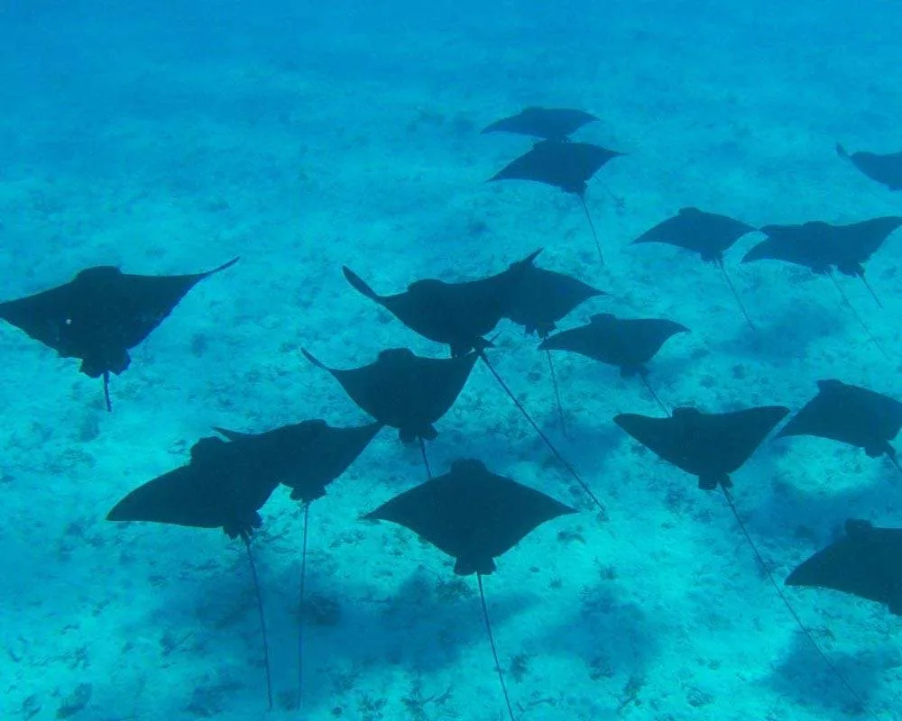 Ray in Bora Bora lagoon
