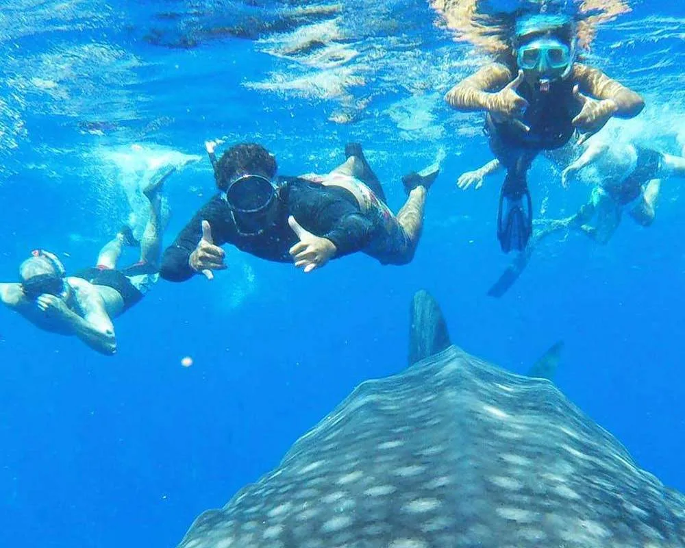 Divers with shark and whale