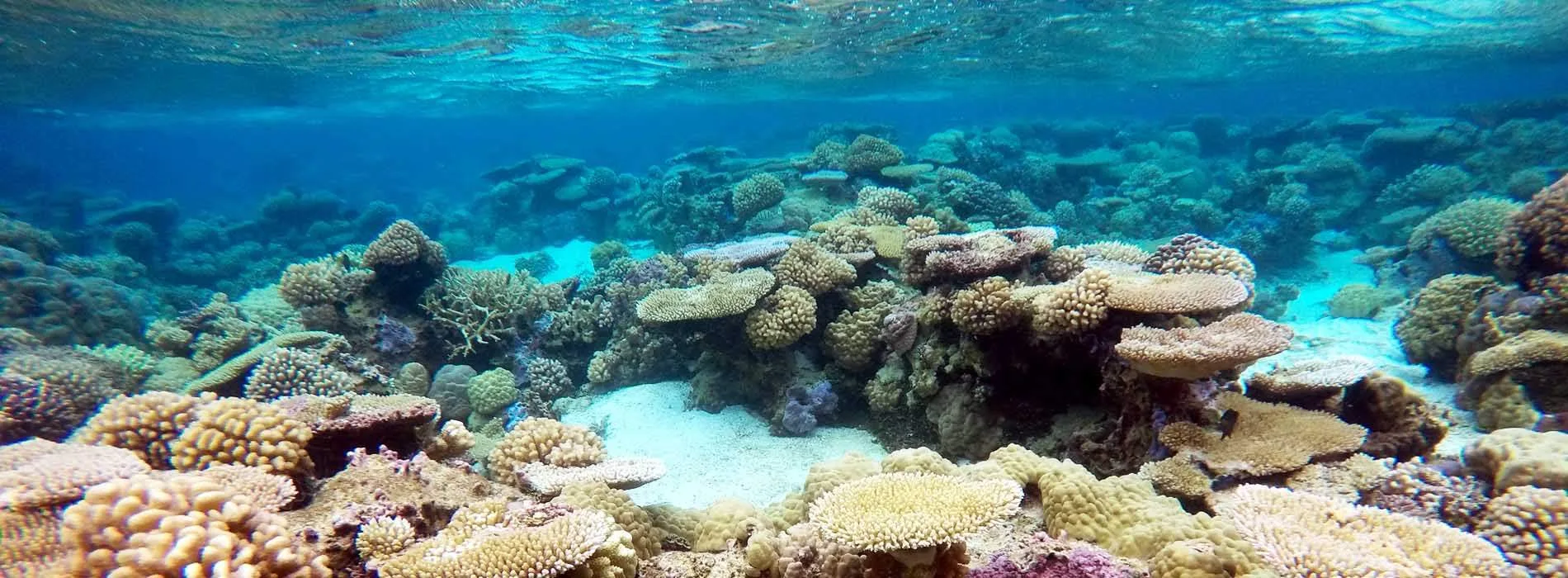 Bora Bora snorkeling map Coral Barrier site