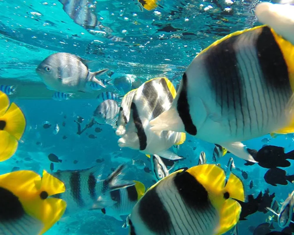 Snorkeling in Bora Bora lagoon