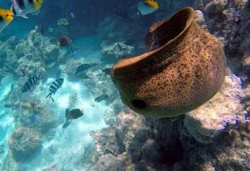 Tohora Bora Bora YouTube Moray