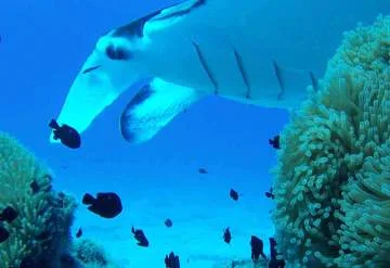 Tohora Bora Bora YouTube Rays Manta