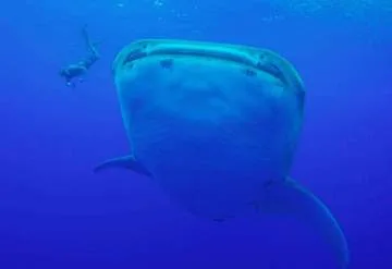 Tohora Bora Bora YouTube Shark Whale