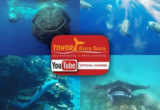 Tohora Bora Bora tour presentation video