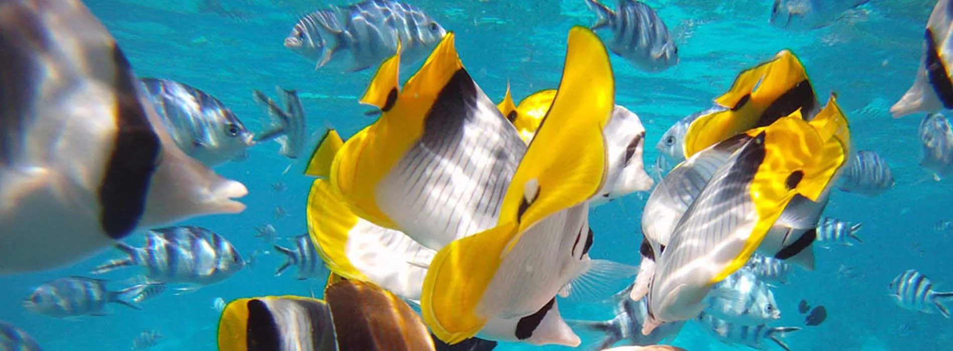 Bora Bora snorkeling map Aquarium site