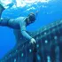 Whale filmed during a tour
